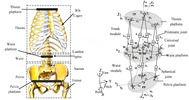 Torso humano y el sistema propuesto de la cintura del tronco